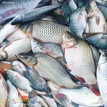 Book Fish in Bulk (Weekend Sales)