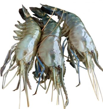 Tiger Size Golda Chingri (Golda Prawn) 1 KG 