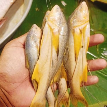 Topshe Fish 1 KG (Cleaned & Cut)